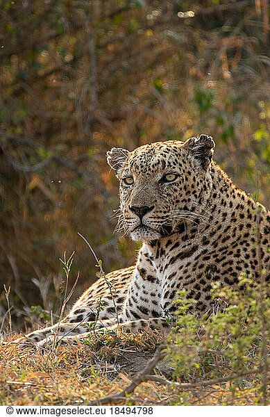 Front-view portrait of a male leopard  Panthera pardus  lying in the grass.