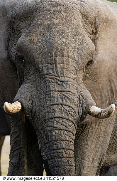 Front view portrait of elephant (Loxodonta africana)  Khwai concession  Okavango delta  Botswana