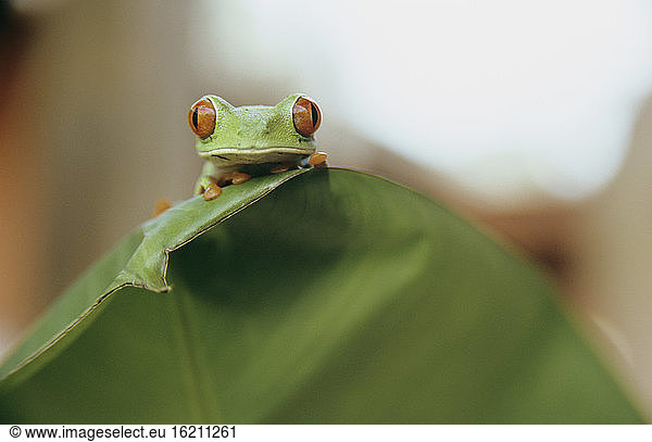 Frosch auf einem Blatt sitzend  Costa Rica