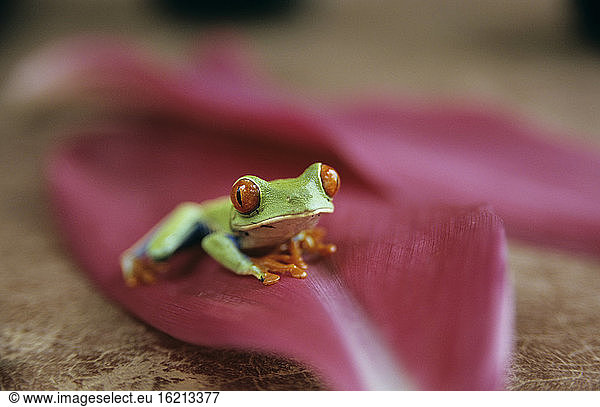 Frosch auf einem Blatt sitzend  Costa Rica