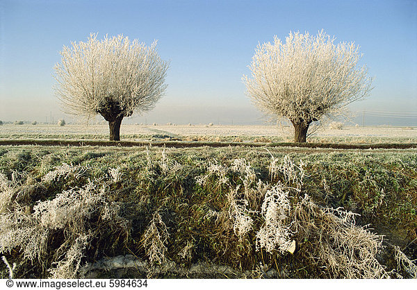 Frost abgedeckt,  Bäume und Landschaft,  Whittlesy,  in der Nähe von Peterborough,  Cambridgeshire,  England,  Vereinigtes Königreich,  Europa