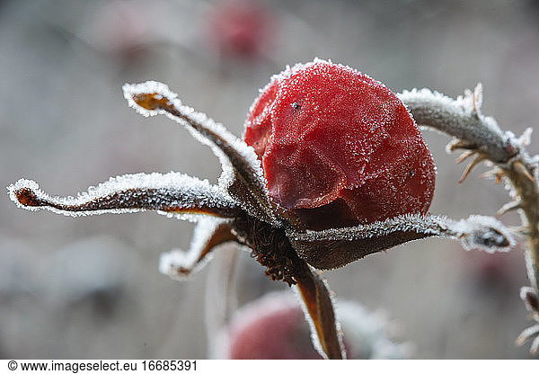 Frost auf einer Pflanze im Wintergarten