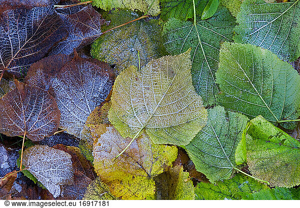 Frost auf Herbstblätter