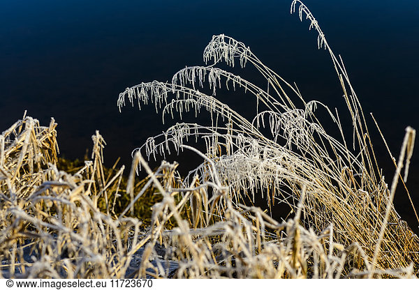Frost bildet sich auf dem Gras in Clatsop County; Olney  Oregon  Vereinigte Staaten von Amerika'.