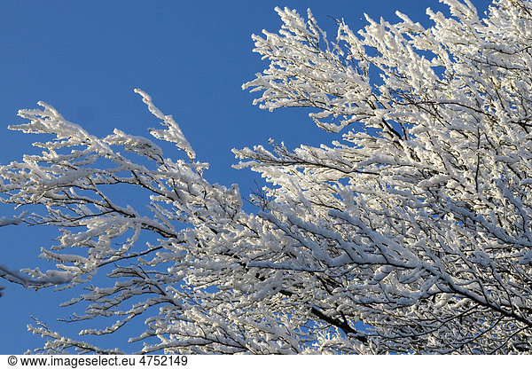 Frost-covered branches