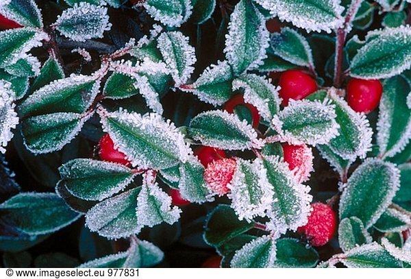Frost covered garden shrubs. Seattle,  Washington. USA.