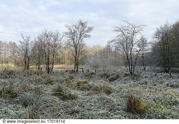 Frost covered grass and trees