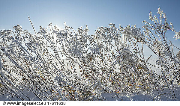 Frost-covered grasses backlit by bright sunlight; Thunder Bay  Ontario  Canada