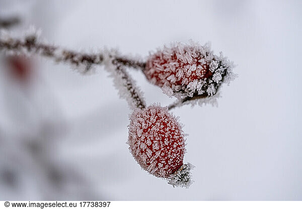 Frost covered rose hips in winter