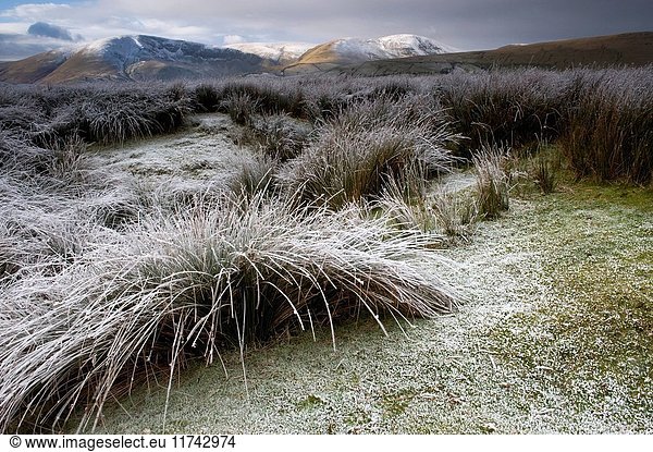 Frost covered rushes and Cautley Crag - part of the Howgill Fells in the background. Cumbria - England. (Photo by: Wayne Hutchinson/Farm Images/UIG)