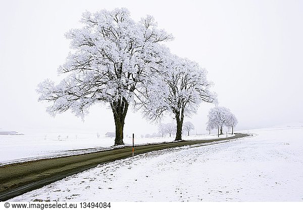 Frost-covered trees along the roadside  Germany  Europe