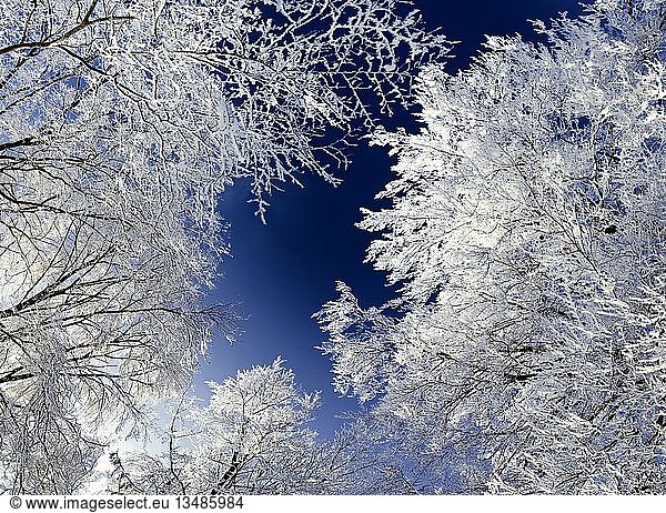 Frost-covered trees under a deep blue sky
