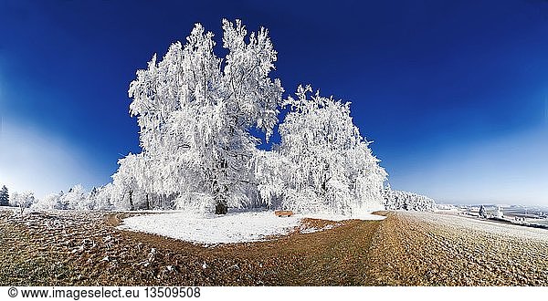 Frost-covered trees under a deep blue sky near Eichstaett  Pietenfeld  Bavaria  Germany  Europe
