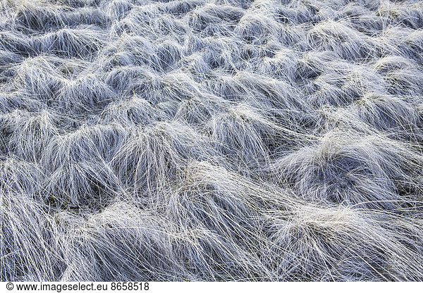 Frost covered wild grasses in the John Day Fossil Beds in Oregon. White covering on each strand of grass.