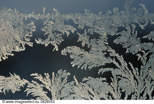 Frost flowers at window