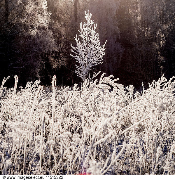 Frost on branches in winter forest