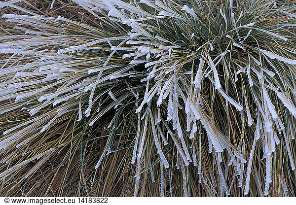 Frost on grass, Italy