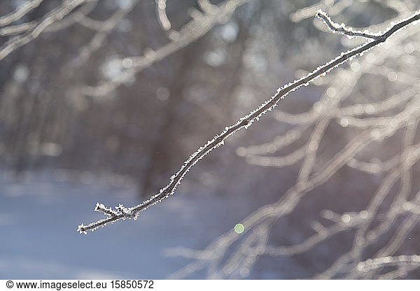 Frostbedeckter Zweig am Wintermorgen