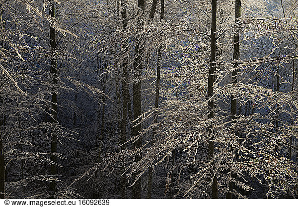 Frosted beech forest in autumn  Vosges du Nord Regional Nature Park  France