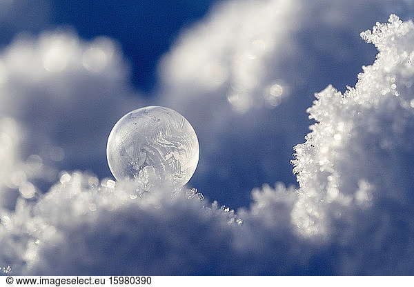 Frosted bubble in winter