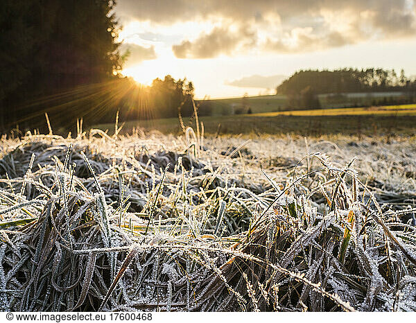 Frosted grass at winter sunset