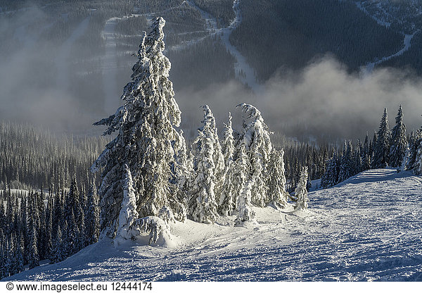 Frostige  schneebedeckte Nadelbäume auf den Bergen in einem Skigebiet; Sun Peaks  British Columbia  Kanada