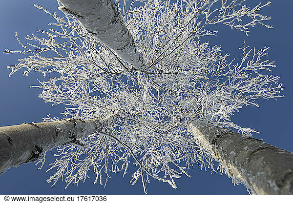 Frosty covered birch tree reaching up to clear blue sky; Thunder Bay  Ontario  Canada
