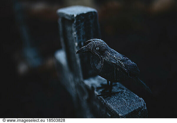 frosty crow on a tombstone