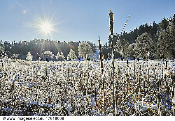 Frozen and snowy landscape with sunburst; Bavaria  Germany