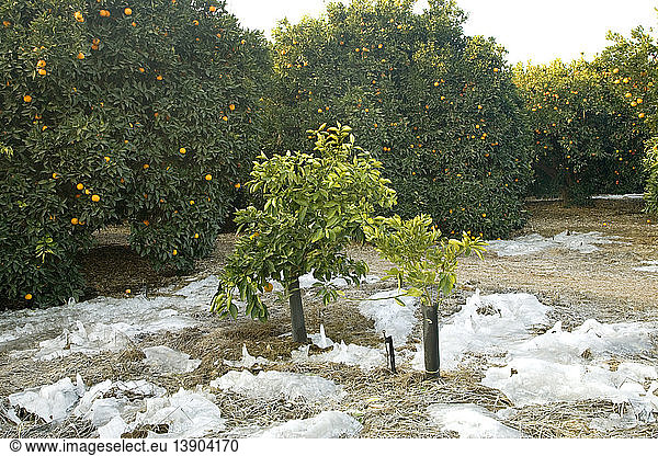 Frozen Orange Orchard