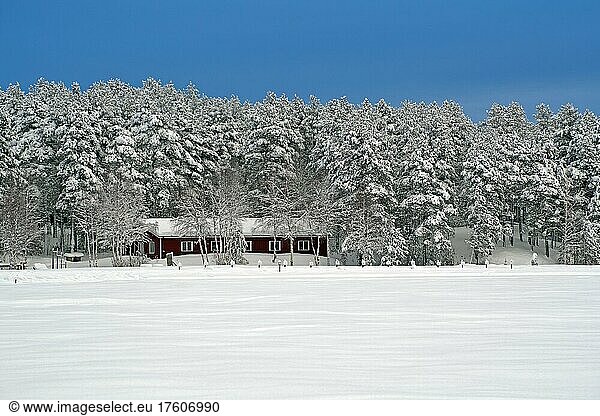 Frozen  snow-covered lake  winter landscape with trees and red house  winter idyll  Jokkmokk  Lapland  Norrbottens län  Sweden  Europe