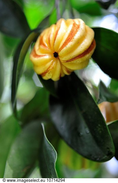 Frucht Asien Tamarinde