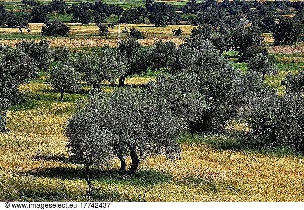Fruchtbare Ebene mit Olivenbaeumen und Johannisbrotbaeumen bei Korucam  Kormakitis  Nordzypern
