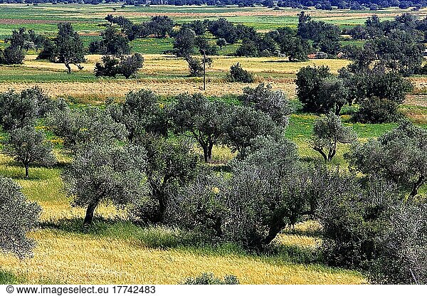 Fruchtbare Ebene mit Olivenbaeumen und Johannisbrotbaeumen bei Korucam  Kormakitis  Nordzypern