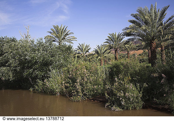 Fruchtbares Tal  Dattelpalmen und Ackerland  Draa-Tal  Marokko  Nordafrika