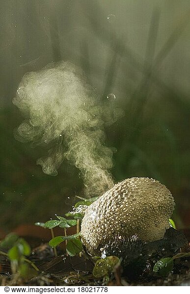 Fruchtkörper des Gewöhnlichen Schneeballs (Lycoperdon perlatum)  der während eines Regenschauers Sporen freisetzt  wächst zwischen Blattabfällen im Wald  King's Wood  Challock  North Downs  Kent  England  Oktober