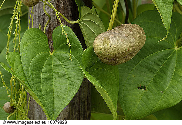 Fruit and leaves of Greater yam (Dioscorea alata) Fruit and leaves of ...