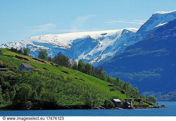 Fruit tree plantations on the hillside  fjord and snow-capped mountains  Hardangerfjord  Lofthus  Scandinavia  Norway  Europe