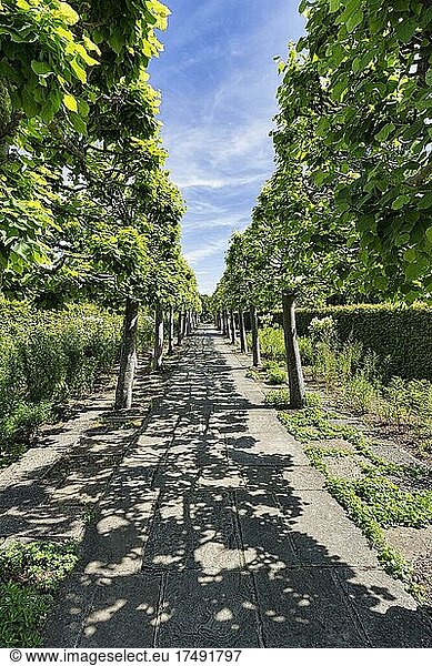 Fußweg durch Lindenallee (Tilioideae)  formaler Lindengang  Lime Walk  entworfen von Harold Nicholson  Sissinghurst Castle and Garden  Cranbrook  Kent  England  Großbritannien  Europa