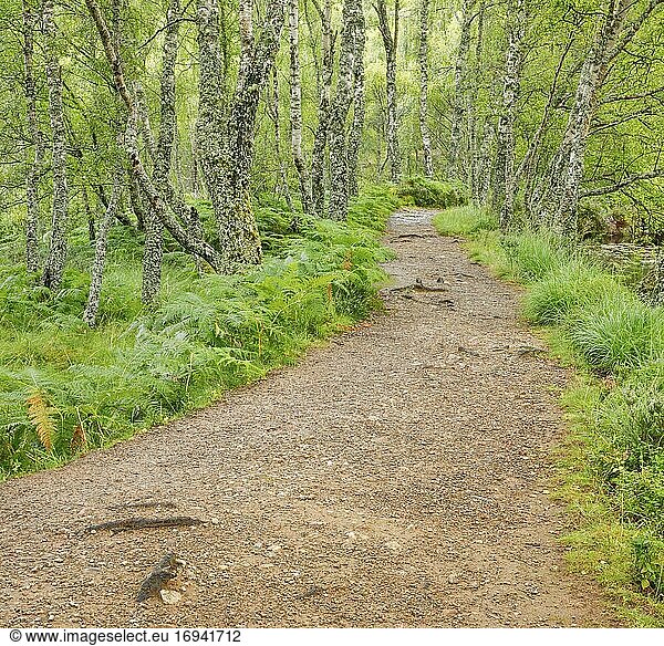 Fußweg im Birkenwald  Craigellachie National Nature Reserve  Schottland  Großbritannien  Europa