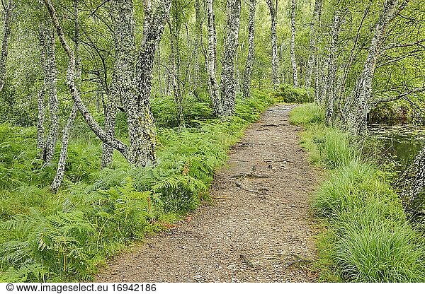 Fußweg im Birkenwald  Craigellachie National Nature Reserve  Schottland  Großbritannien  Europa