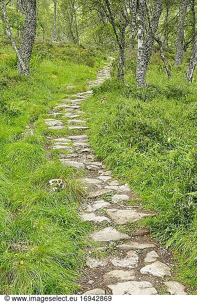 Fußweg im Birkenwald  Craigellachie National Nature Reserve  Schottland  Großbritannien  Europa
