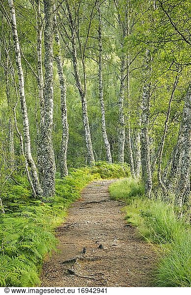 Fußweg im Birkenwald Craigellachie National Nature Reserve Schottland Großbritannien Europa