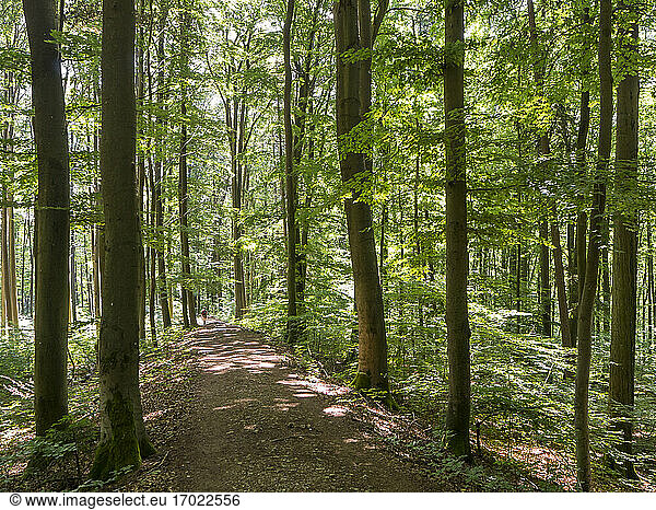 Fußweg im grünen Frühlingswald
