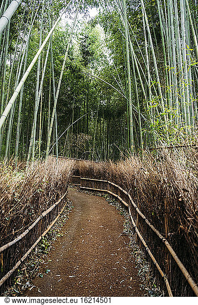 Fußweg im Sagano-Bambuswald