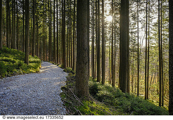 Fußweg inmitten eines Baumstamms im Wald