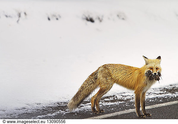 Fuchs mit Beute im Maul auf der Strasse durch schneebedecktes Feld stehend