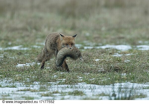 Fuchs (Vulpes Vulpes)  am Luderplatz  der Fuchs zeigt ein merkwürdiges Verhalten und trägt die Lunte eines toten Fuchses weg  Masuren  Polen  Europa