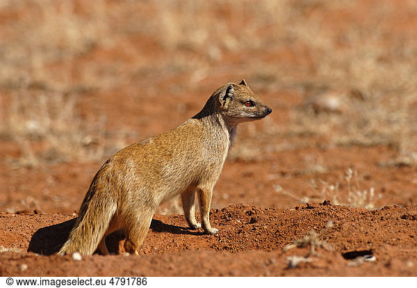 Fuchsmanguste (Cynictis penicillata)  ausgewachsenes Tier am Bau  Etosha  Namibia  Afrika