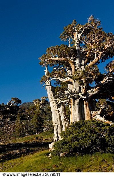 Fuchsschwanz-Kiefer Pinus Balfouriana Baum  Verwüstungwildnis  El Dorado National Forest  Kalifornien